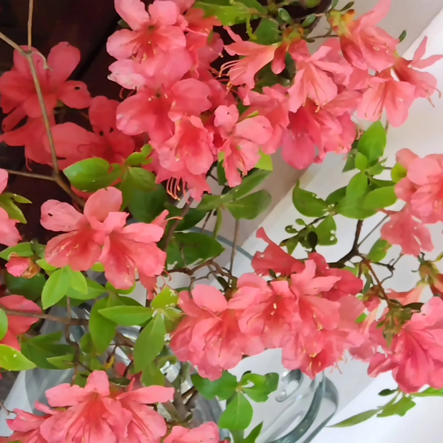 エメラルド 5月の誕生石