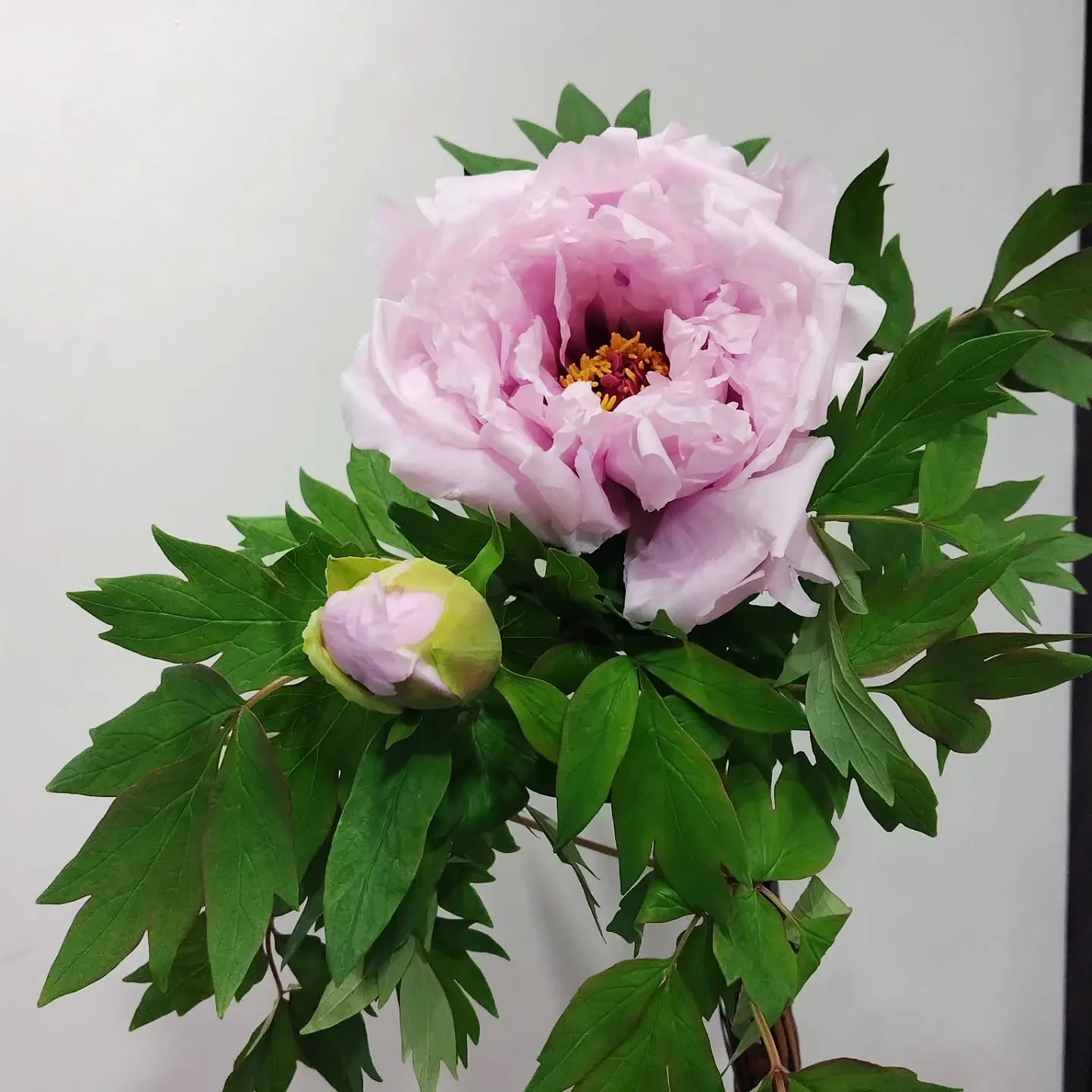 2つのリングをペンダントに