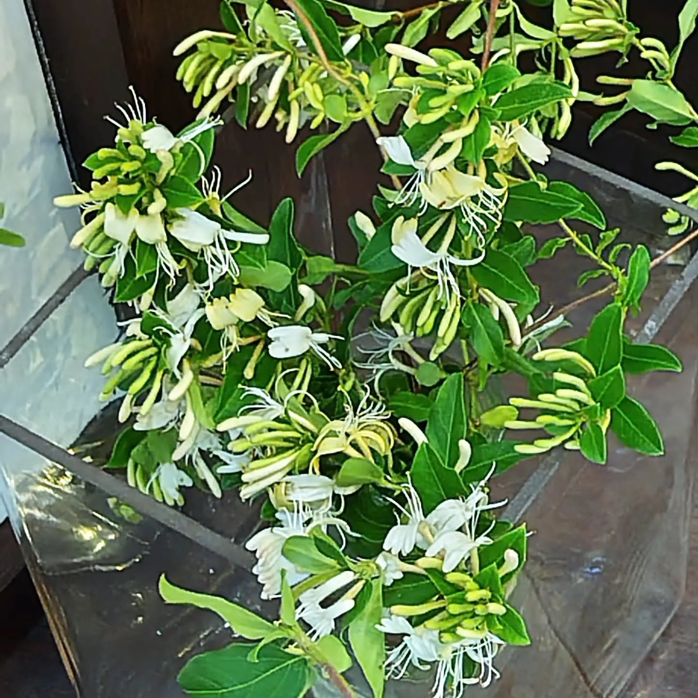 駒草 - Shinano - エンゲージリング