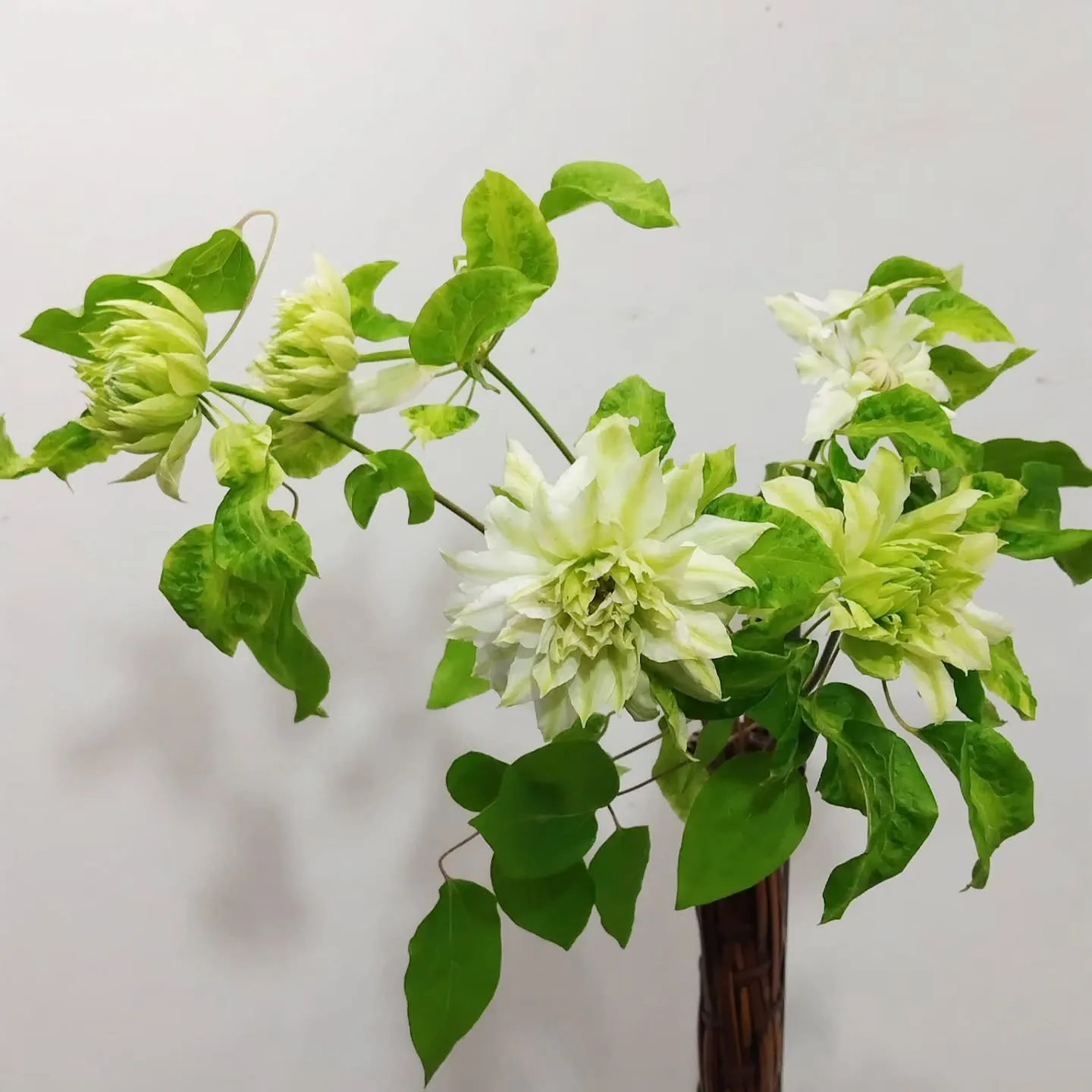 安曇野 結婚指輪 - Shinano -