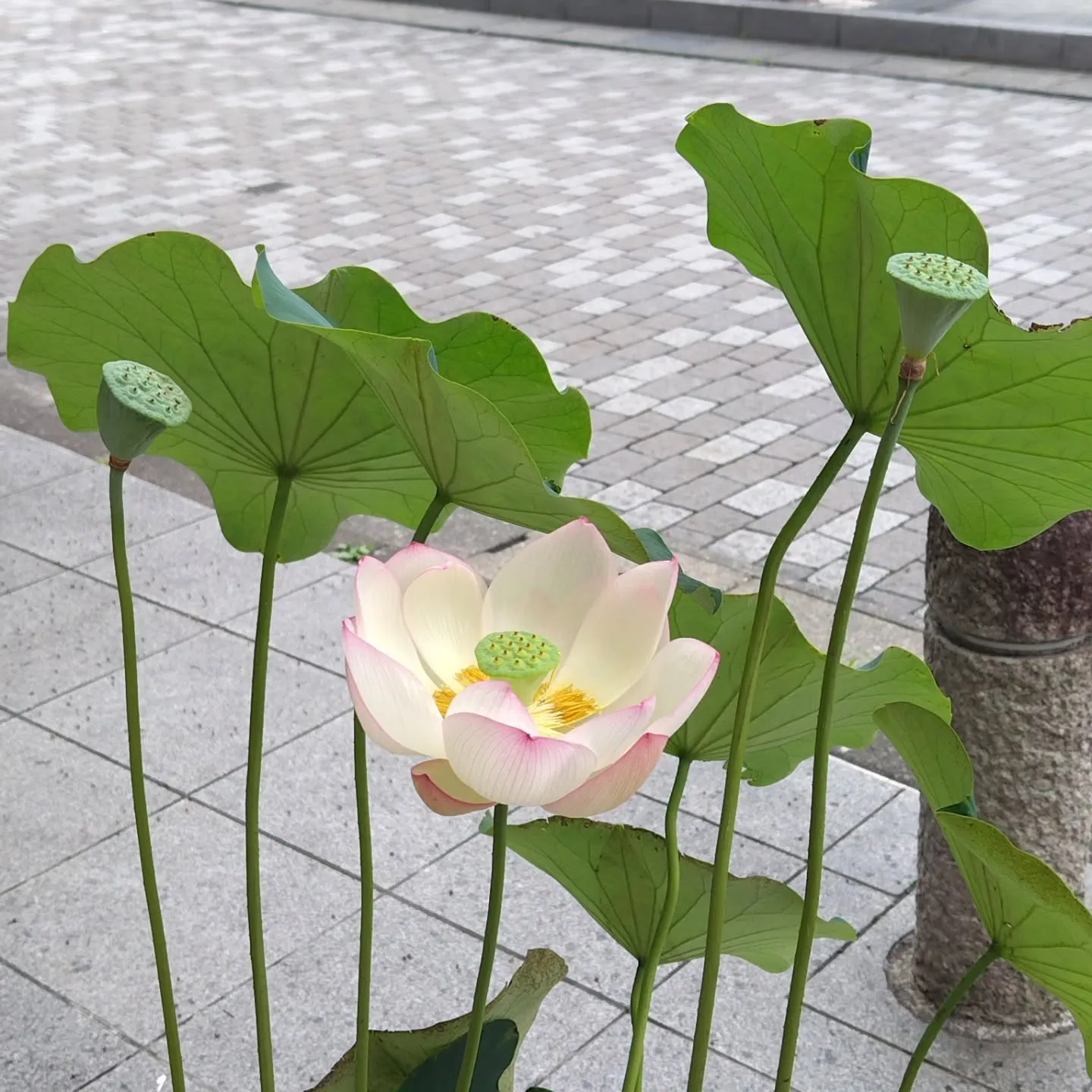 重ね着けリング