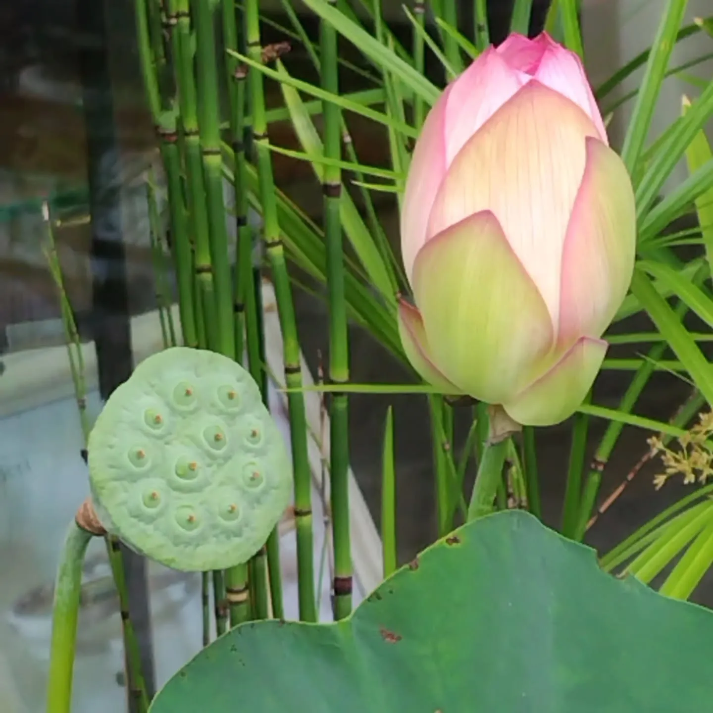 NEW シンプルピアス