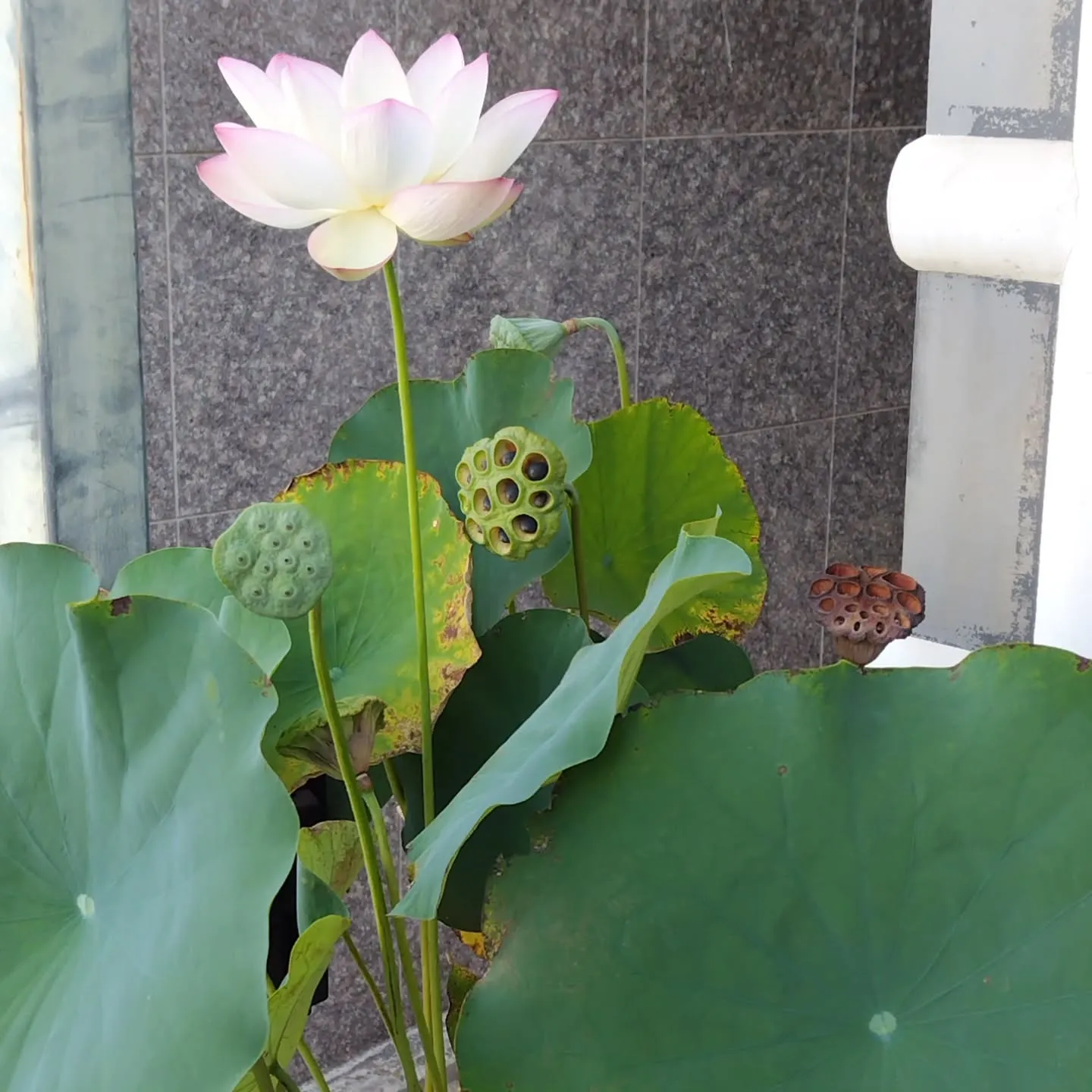 AbHeri ブレスレット