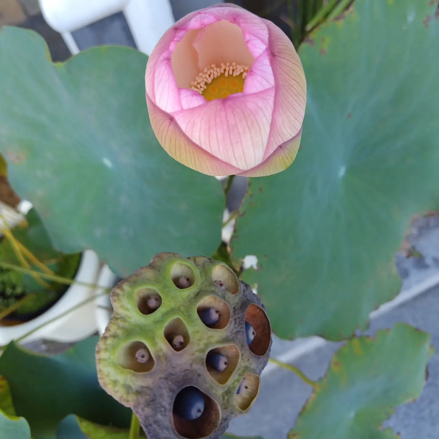 エンゲージネックレス【婚約ネックレス】