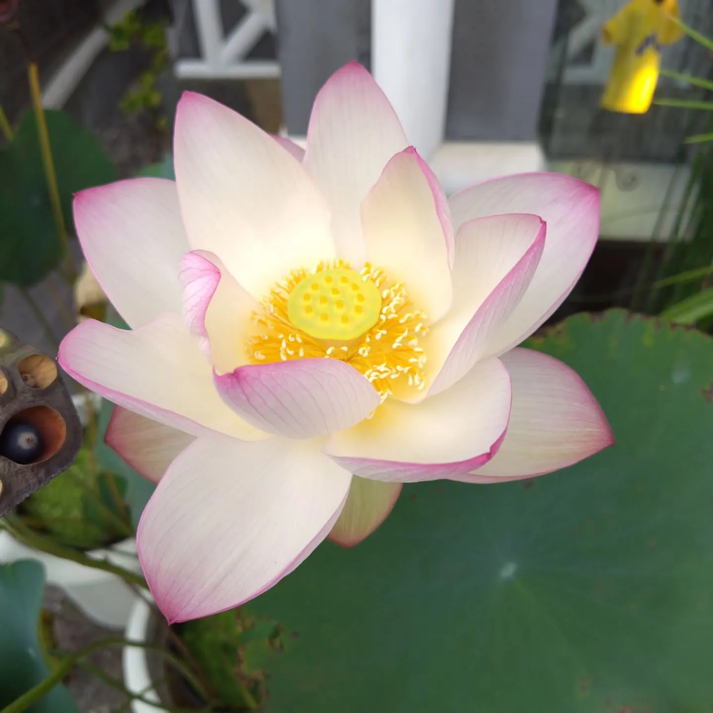 オーダーメイドリング