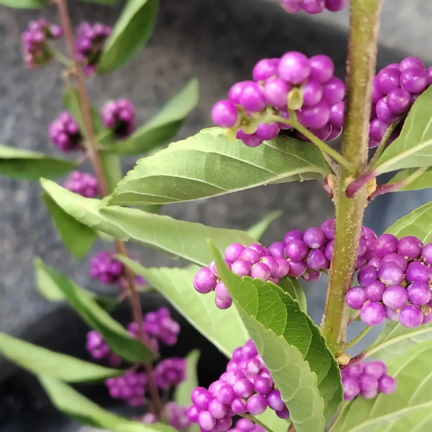 Serieux マートル