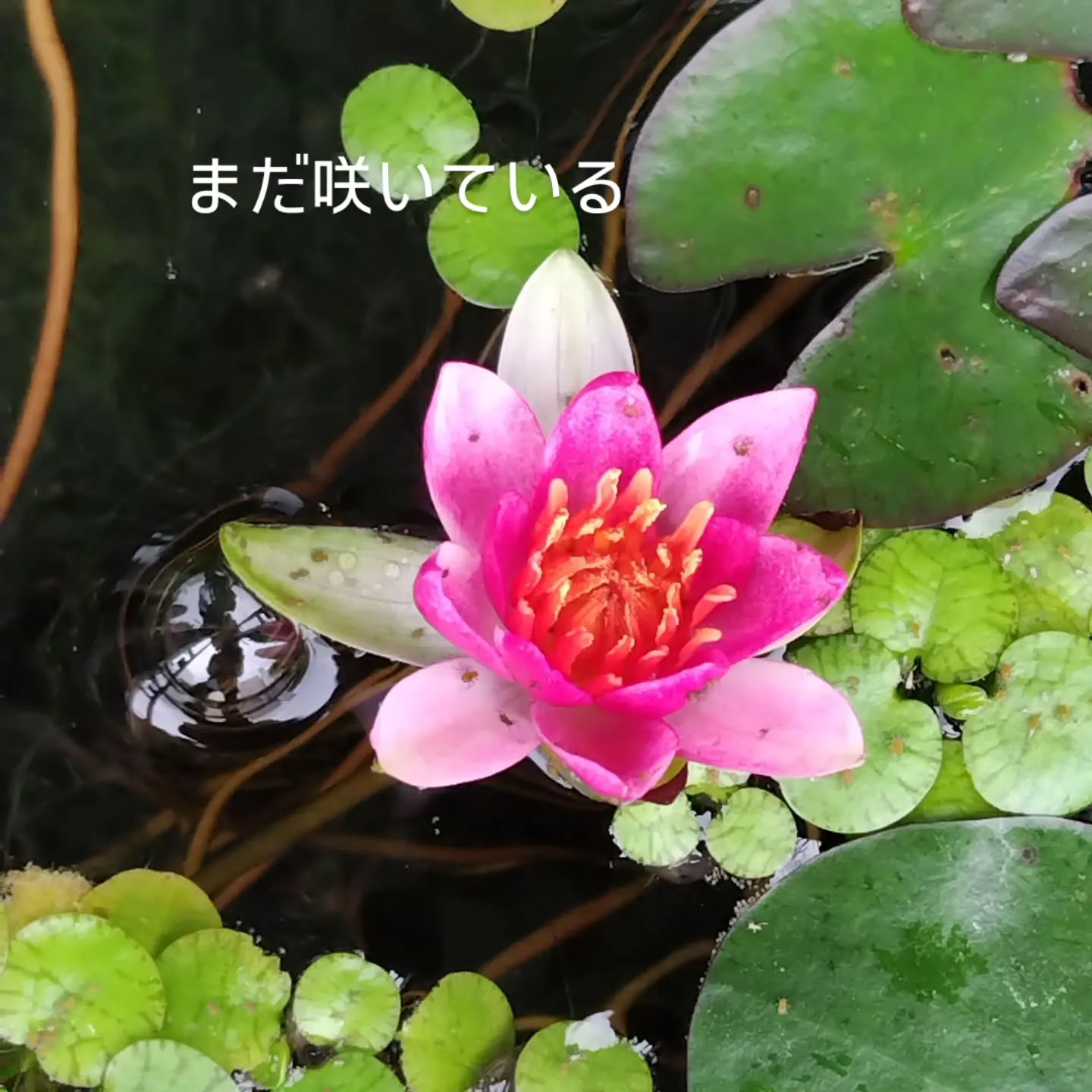 結婚20周年記念