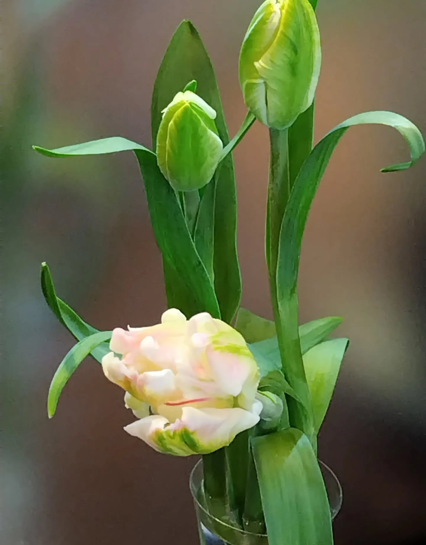 sowiアクアマリンチャームピアス