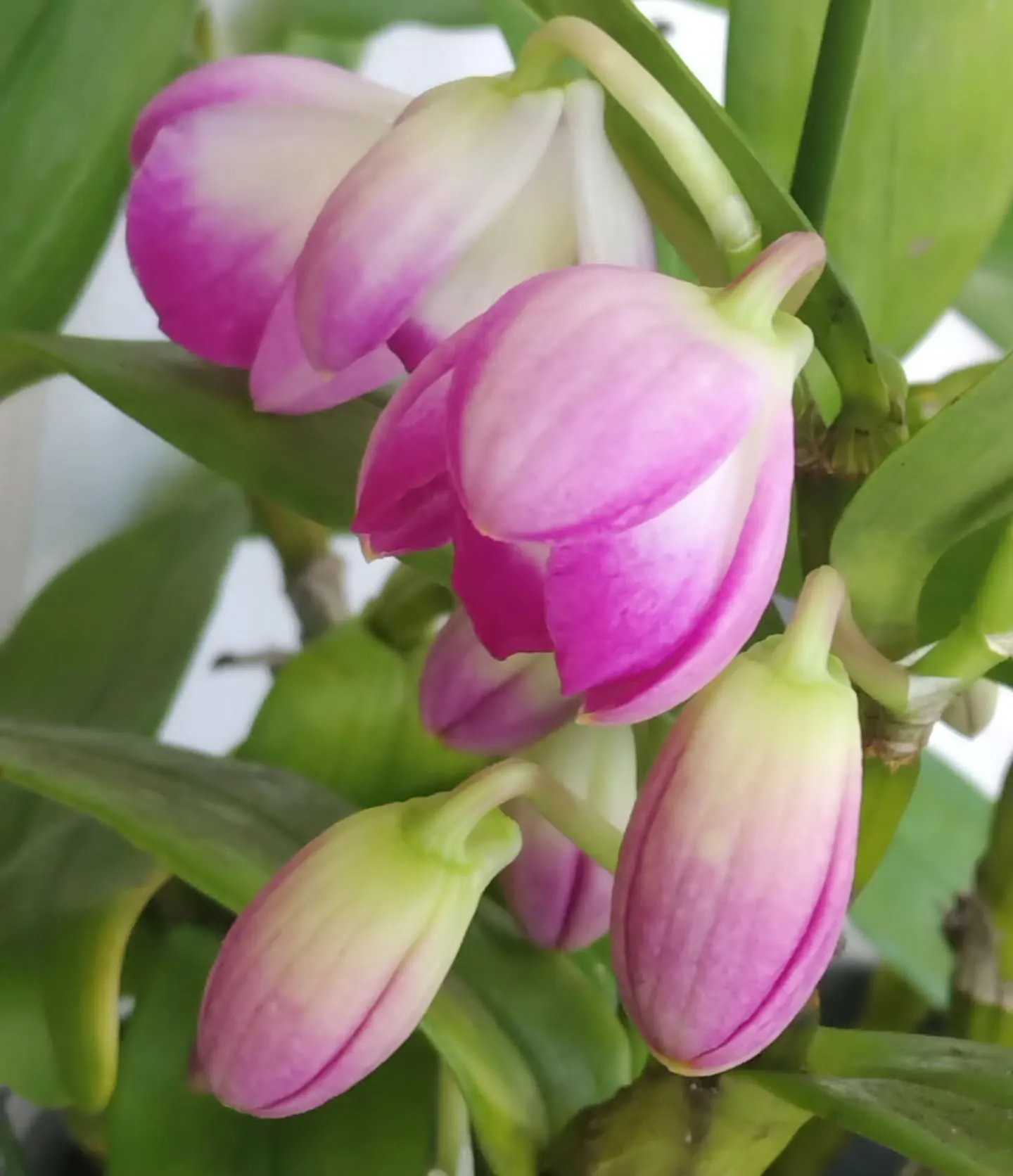 プラチナ2連ネックレス