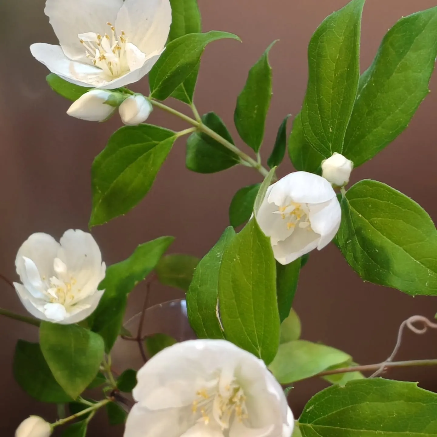 5月にありがとう！