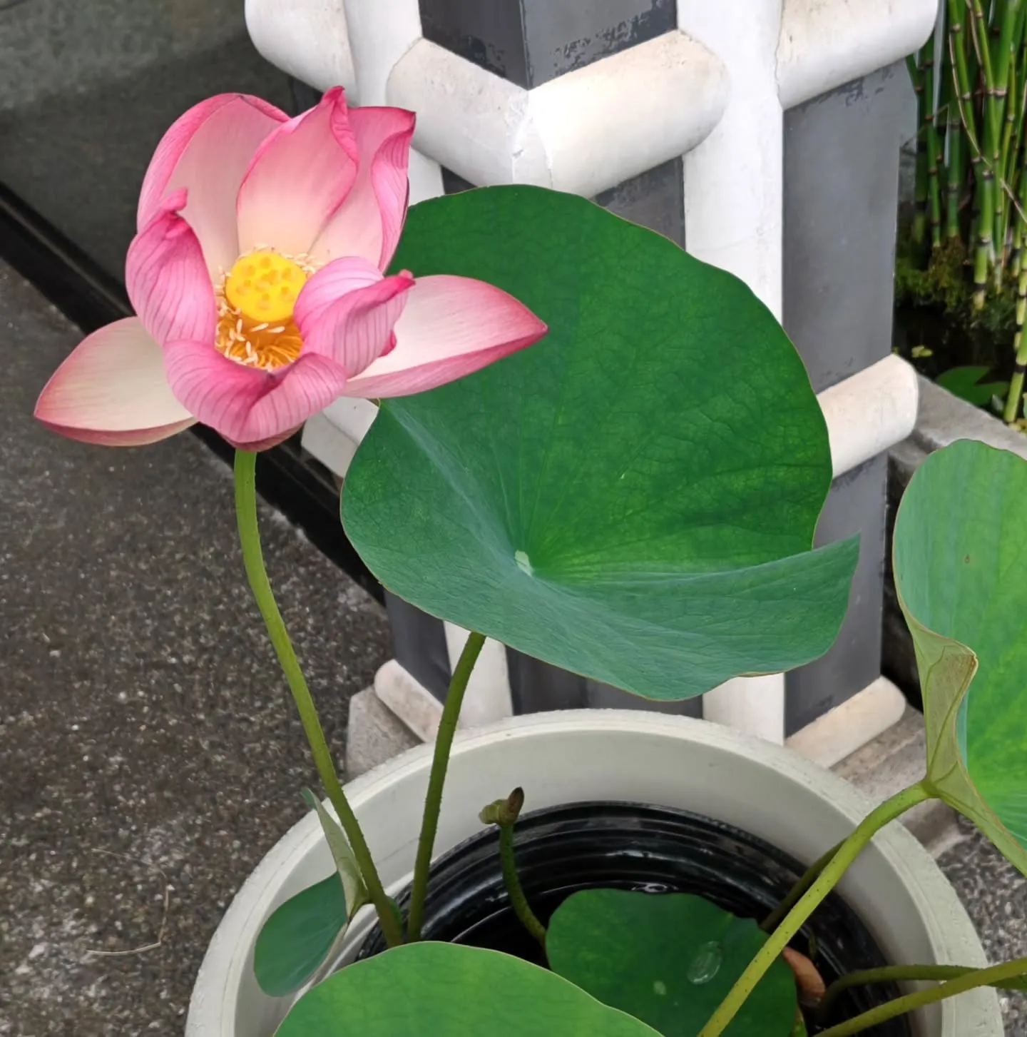駒草 - しなの -
